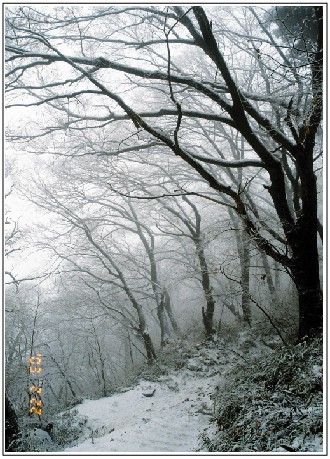 영주 부석사의 무량수전 뒷쪽으로 오르는 눈 내린 계단 풍경 